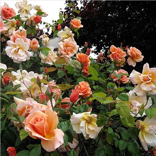 Pomarańczowo-żółty - Róże pienne - z kwiatami hybrydowo herbacianymi - korona zwisająca